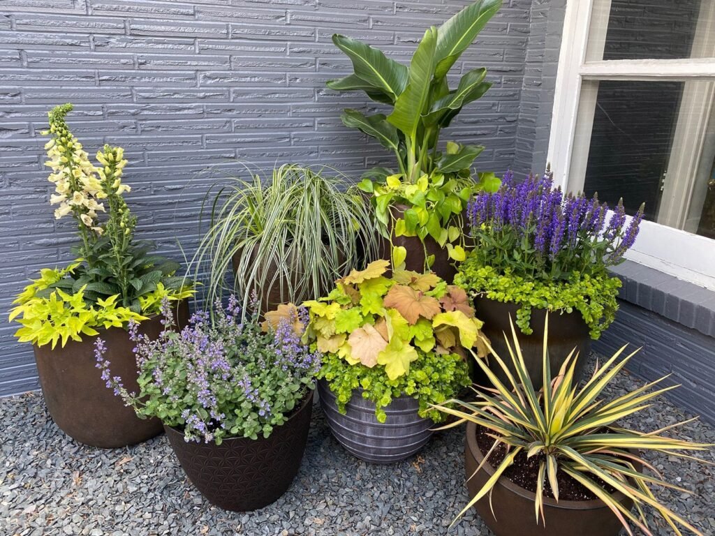 Potted Plants Outdoor