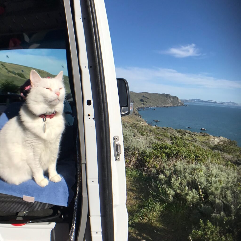 Van Life With A Cat